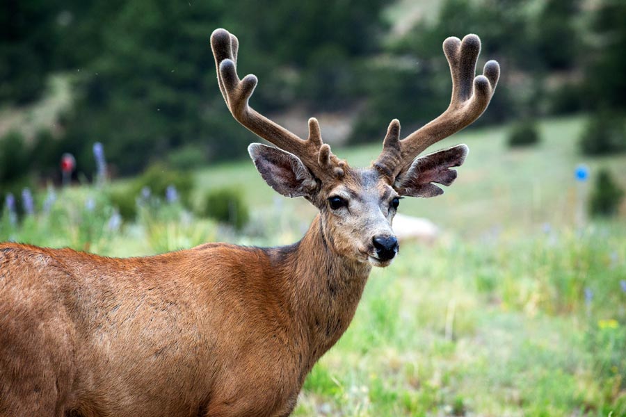 Ethical Hunting in Colorado