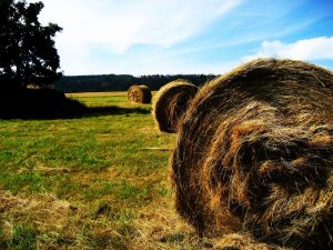 Bails Of Hay spread across ranchland fields
